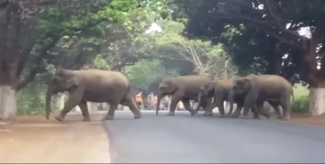 ଆଠଗଡ ଗୁରୁଡିଝାଟିଆ ଏସଏସଡି କଲେଜ ପରିସରରେ ୧୮ଟି ହାତୀ !