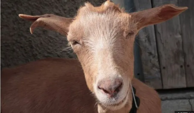 ସ୍କୁଲ ଟ୍ୟୁସନ ଦରମାରେ ଦିଆଯାଉଛି ଛେଳି ଓ ମେଣ୍ଢା ! ବାଧକ ସାଜିଛି ଅର୍ଥ ସମସ୍ୟା