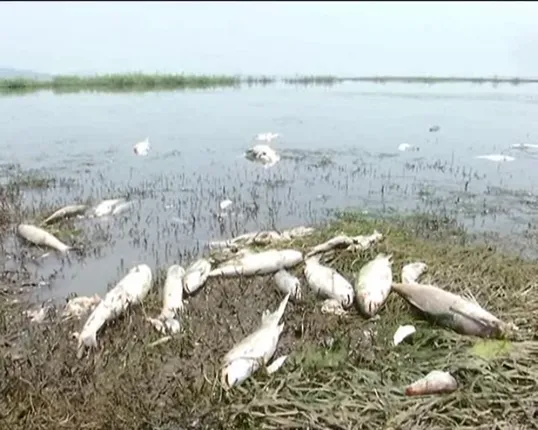 ଅନୁଗୁଳରେ ମାଛ ମଡକ ! ୩ ଦିନରେ ମଲେଣି ଦେଢ ଶହ କ୍ୱିଂଟାଲରୁ ଅଧିକ ମାଛ