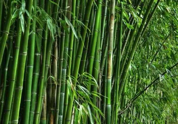 ବାଉଁଶରେ ଭରି ରହିଛି ଅନେକ ଔଷଧୀୟ ଗୁଣ . . . .