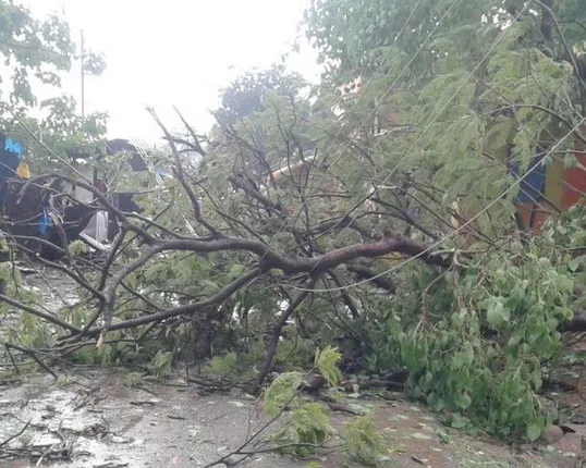 ମାଲକାନଗିରି : କାଳବୈଶାଖୀର ଯୋଗୁଁ ଗଛ ଉପୁଡି ୩ ଜଣ ଶିଶୁ ମୃତ