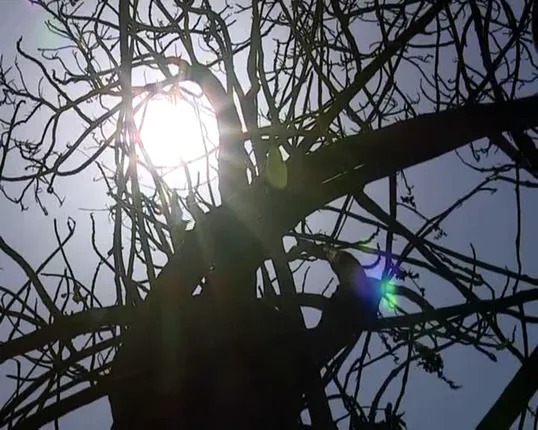 ଆସନ୍ତା ୨୧ ତାରିଖ ପରେ କମିବ ତାତି : ୧୮ ତାରିଖ ମଧ୍ୟରେ ଗୋଟିଏ ଦୁଇଟି ସ୍ଥାନରେ କାଳବୈଶାଖୀ ସମ୍ଭାବନା