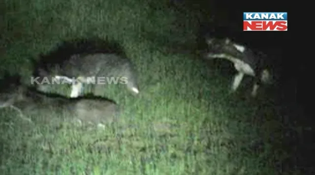 ମିଳିଲା ରାମଶିଆଳର ଫଟୋ ! ରାତିର ଅନ୍ଧାରରେ ମେଣ୍ଢା ଶିକାର କରୁଛି ଜଙ୍ଗଲୀ ଜନ୍ତୁ