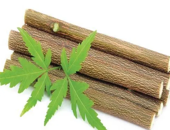 ଲିମ୍ବ କାଠିରେ ଦାନ୍ତ ସଫା କରିବା ଦ୍ୱାରା କ’ଣ ଲାଭ ହୁଏ ଜାଣନ୍ତୁ ?