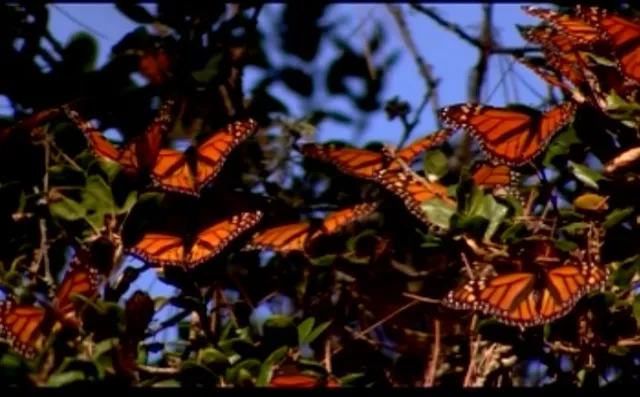 ପ୍ରକୃତିର ନିଆରା ଦୃଶ୍ୟ ! ଟ୍ରାନ୍ସ-ମେକ୍ସିକୋ ଭୋଲକାନୋ ବେଲ୍ଟର ପାଇନ୍ ଓକ୍ ଜଙ୍ଗଲରେ ପ୍ରଜାପତିଙ୍କ ରାଜ୍