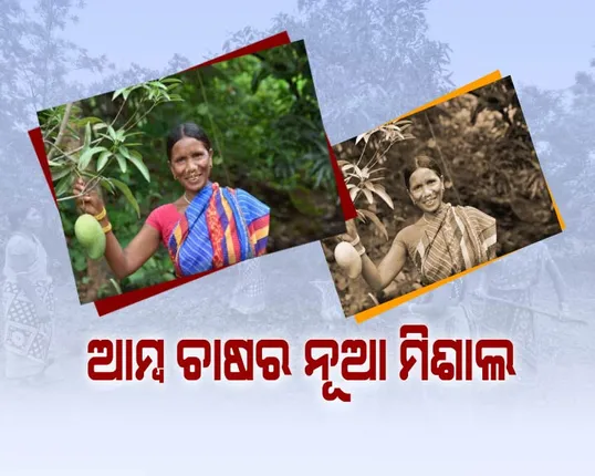 ଅନ୍ୟପାଇଁ ଉଦାହରଣ କୋରାପୁଟର ଆଦିବାସୀ ମହିଳା ! ଆମ୍ବ ଉତ୍ପାଦନରେ ସାଜିଛନ୍ତିି ନୂଆ ମିଶାଲ ! ସହଯୋଗର ହାତ ବଢ଼ାଇଛନ୍ତି ସରକାର