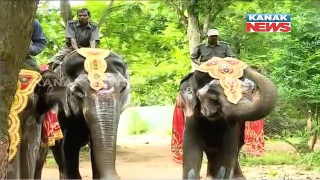 ଆଜି ବିଶ୍ୱ ହସ୍ତୀ ଦିବସ : ନନ୍ଦନକାନନରେ ବିଶେଷ ପ୍ରସ୍ତୁତି