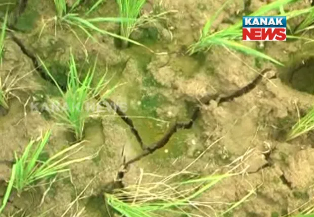 ଜଗତସିଂହପୁର : ବର୍ଷାଦିନରେ ପାଣି ଅଭାବରୁ ଚିନ୍ତାରେ ଚାଷୀ, ଜଳସେଚନ ବିଭାଗର ଖାମଖିଆଲି ମନୋଭାବ ଯୋଗୁଁ କେନାଲରେ ପାଣି ଆସୁନଥିବା ଅଭିଯୋଗ