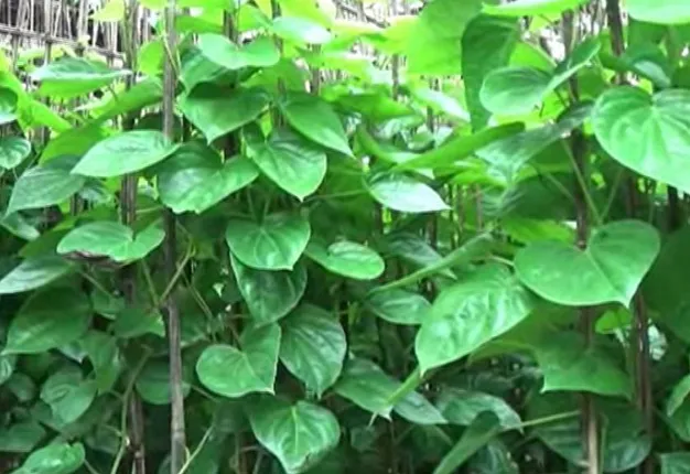 ପୁରୀ : ପାନ ବଜାର ମାନ୍ଦା ଥିବାରୁ ବିକ୍ରିକୁ ନେଇ ଚିନ୍ତାରେ ଚାଷୀ