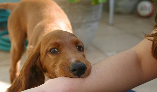 କୁକୁର କାମୁଡିଲେ ଆପଣାନ୍ତୁ ଏହି ଘରୋଇ ଉପଚାର ! ଡାକ୍ତରଖାନାରେ ପହଂଚିବା ପୂର୍ବରୁ ସଂମ୍ପୂର୍ଣ୍ଣ ଶରୀରକୁ ବିଷକ୍ରିୟାରୁ ବଂଚାଇଥାଏ