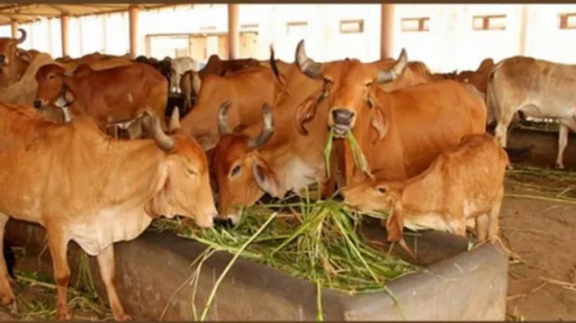 ଯୋଗୀଙ୍କୁ ଗୋବଂଶ ଚିନ୍ତା ! ରାଜ୍ୟରେ ତିଆରି ହେବ ୨ ଡର୍ଜନରୁ ଅଧିକ ଗୋଶାଳା