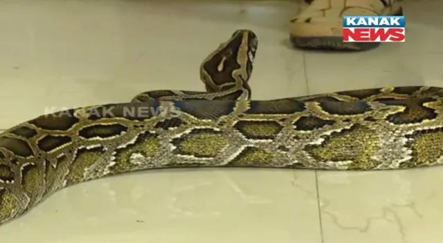 ରୋଷେଇ ଘରେ ୧୨ ଫୁଟର ଅଜଗର । ଭୟରେ ଥରିଲେ ପରିବାର ବର୍ଗ, ଉଦ୍ଧାର କଲା ବନବିଭାଗ ।