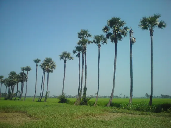 କମୁଛି ତାଳଗଛ, ବଢ଼ୁଛି ବଜ୍ରପାତ : ଜାଣନ୍ତୁ କାହିଁକି ହୋଇପାରୁନି ବଜ୍ରପାତର ପ୍ରତିରୋଧ