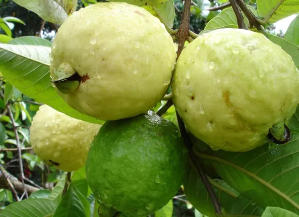 ପିଜୁଳିର ଔଷଧୀୟ ଗୁଣ ! ଅନେକ ରୋଗର କରିଥାଏ ବିନାଶ