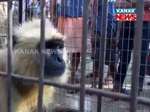 ପିଞ୍ଜରାରେ କାବୁ ହେଲେ ବାନର ରାଜା ! କରୁଥିଲେ ଉତ୍ପାତ, ଲୋକେ ଥିଲେ ଭୟଭୀତ