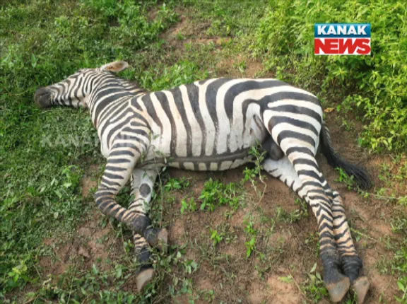 ନନ୍ଦନକାନନରେ ଜେବ୍ରାବଂଶ ଲୋପ ! ଖୁଆଡ଼ରେ ଥିବା ଏକମାତ୍ର ପୁରୁଷ ଜେବ୍ରାର ଆକସ୍ମିକ ମୃତ୍ୟୁ