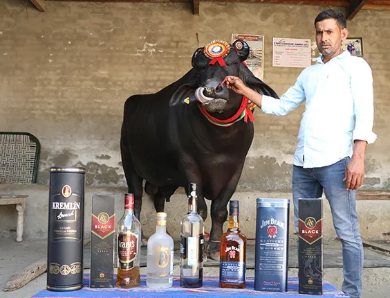 ହରିୟାଣାର ହିରୋ ସୁଲତାନ ! ଦାମ ୨୧ କୋଟି, ପିଉଛି ବିଭିନ୍ନ ବ୍ରାଣ୍ଡର ମଦ