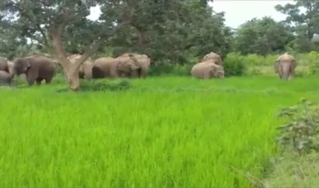 ପେଥାଇ ପରେ ଚାଷୀଙ୍କ ଉପରେ ଦାଉ ସାଜୁଛି ହାତୀ ପଲ ! ଫସଲ ଖାଇବା ସହ ଦଳି ଚକଟି କରୁଛନ୍ତି ନଷ୍ଟ, ଚିନ୍ତାରେ ଚାଷୀ ।