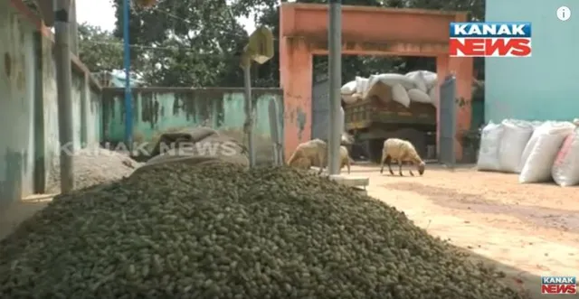 ଟମାଟୋ, ପିଆଜ ପରେ ବାଦାମ ଚାଷୀଙ୍କ ଉପରେ ମାଡ଼ ! ବ୍ୟବସାୟୀ ଓ ସମବାୟ ସମିତି ମଧ୍ୟରେ ଚାଲିଛି ସଲାସୁତରା