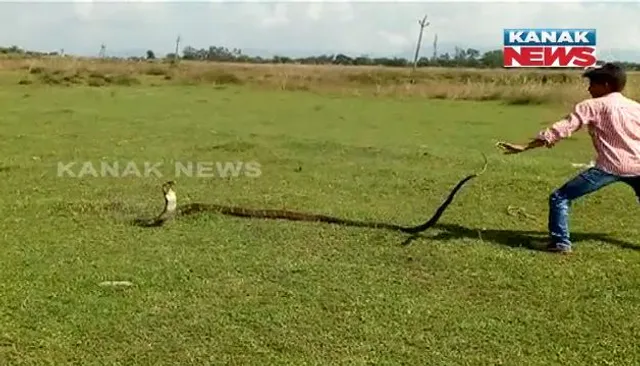 ଗଞ୍ଜାମ ଜିଲ୍ଲା ପୁଡାମାରୀ ଅଂଚଳରୁ ୧୮ ଫୁଟ ଲମ୍ବର ଏକ ଅହିରାଜ ସାପ ଉଦ୍ଧାର