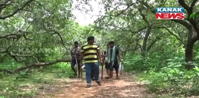 ଖୋର୍ଦ୍ଧା ଜିଲ୍ଲା କୋଶଳାଶୁଣୀ ଜଙ୍ଗଲରେ ବାଘ ଆତଙ୍କ !