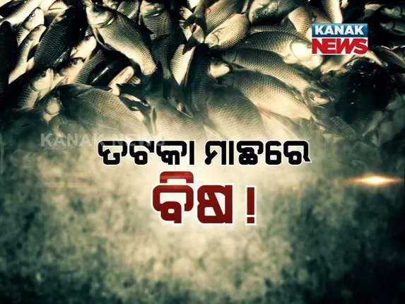 ଫର୍ମାଲିନ ଆତଙ୍କରେ ମାଛ ମାର୍କେଟ ଘାଇଲା ! ଆନ୍ଧ୍ର ମାଛର ଚାହିଦା କମୁଛି, ଦେଶୀମାଛ ପାଇଁ ବିପଦ ବଢୁଛି ।