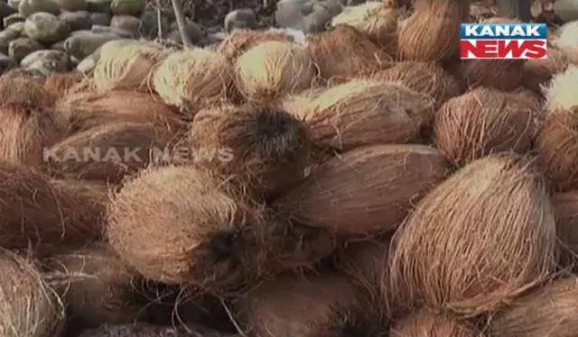 ଅଭାବୀ ବିକ୍ରି ନେଇ ଚିନ୍ତାରେ ନଡିଆ ଚାଷୀ! ସତ୍ୟବାଦୀ ଅଂଚଳରେ ଦଲାଲ-ବେପାରୀଙ୍କ ଦ୍ୱାରା ଶୋଷଣର ଶିକାର ଅଭିଯୋଗ