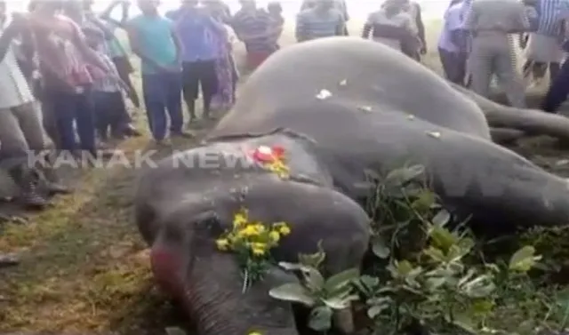 ଝାରସୁଗୁଡ଼ା: ରେଲୱେ ଫାଟକ ନିକଟରେ ଗାତରେ ପଡି ଓ ବିଦ୍ୟୁତ ଆଘାତରେ ୨ଟି ହାତୀଙ୍କ ମୃତ୍ୟୁ