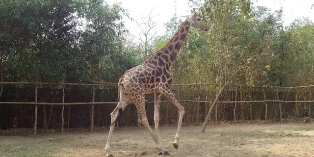 ନନ୍ଦନକାନନଙ୍କୁ ଅଣାଯିବ ୨ ଜିରାଫ !