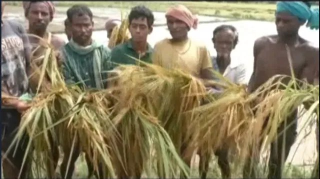 ଫସଲ ଉଜାଡିଦେଲା ଅଦିନିଆ ବର୍ଷା ! ଅମଳ ଆଗରୁ ଗଜା ହେଲା ପାଚିଲା ଧାନ, ଚିନ୍ତାରେ ଚାଷୀକୂଳ