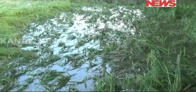 ଲଗାଣ ବର୍ଷାରେ ଉଡୁଡିଗଲା କ୍ଷେତ । ଚିନ୍ତାରେ ନିମାପଡା ଚାଷୀ