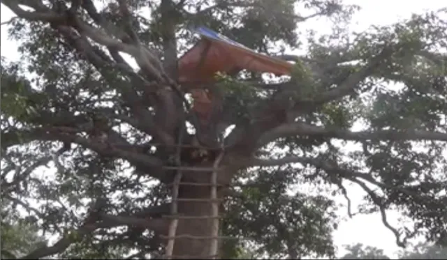 ବଢୁଛି ହାତୀ ଉପଦ୍ରବ ! ବିଭିନ୍ନ ଗାଁରେ ହାତୀଙ୍କ ଉତ୍ପାତ, କେନ୍ଦୁଝରରେ ଲୋକେ ମଂଚା ବାନ୍ଧି ଜଗୁଛନ୍ତି ଫସଲ