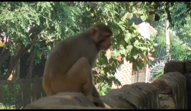 ଯାଜପୁର : ପାତିମାଙ୍କଡର ଉପଦ୍ରବରେ ଲୋକେ ଆତଙ୍କିତ