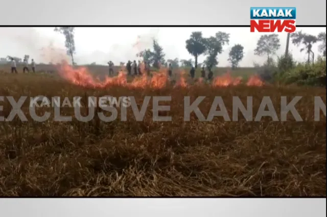 ଚାଷ ଜାଳିଦେଲା ଚାଷୀ ! ଫସଲ ନଷ୍ଟ ହୋଇଥିବାରୁ ନିଜ ଜମିରେ ଲଗାଇଲା ନିଆଁ