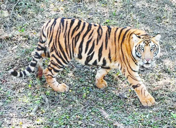 ମେଘା ଉପରେ ସ୍ୱତନ୍ତ୍ର ନଜର ! ଗତାକାଲି ଏନକ୍ଲୋଜର ଡେଇଁ ଅନ୍ୟ ଦୁଇ ବାଘ ଉପରେ କରିଥିଲା ଆକ୍ରମଣ