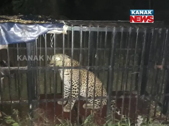 ବନବିଭାଗ ଚକ୍ରବ୍ୟୁହରେ ଫଶିଲା କଲରାପତରିଆ ! ନୂଆପଡା ଜଙ୍ଗଲରୁ ଧରାପଡିଲା ମଣିଷଖିଆ ବାଘ