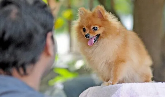 ଏଣିକି ଟାକ୍ସ ଦେବେ ଗୃହପାଳିତ ପଶୁ: ମିଳିବ ପରିଚୟ ପତ୍ର