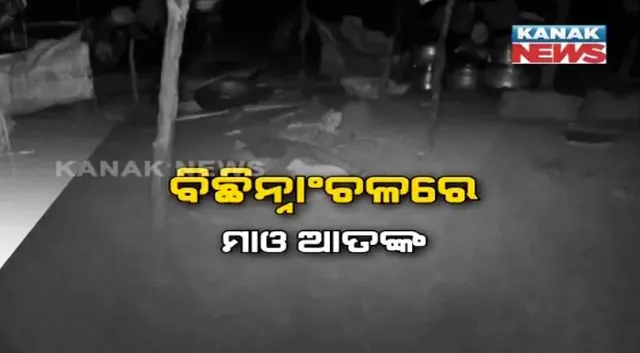 ମାଓ ଭୟରେ ଗାଁ ଛାଡୁଛନ୍ତି ବିଛିନ୍ନାଚଂଳବାସୀ : ଭିଟାମାଟି ଛାଡି ଯାଯାବର ଭାବେ ପଲିଥିନ୍ ତଳେ ଜିଉଁଛନ୍ତି ଜୀବନ