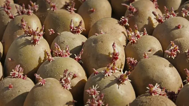 ଖାଦ୍ୟ ଭିତରେ ଭରି ରହିଛି ରୋଗ ! ଜାଣନ୍ତୁ କେଉଁ ଖାଦ୍ୟ ସ୍ଲୋ ପଏଜନ ଭଳି କାମ କରେ