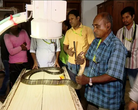 ଓୟୁଏଟିରେ ପ୍ରଥମ ଥର ପାଇଁ ଚାଲିଛି କିଙ୍ଗ କୋବ୍ରାର ଚିକିତ୍ସା ! ସାପକୁ ଦିଆଯାଉଛି ଆଂଟିବାୟୋଟିକ ଓ ପେନ୍ କିଲର