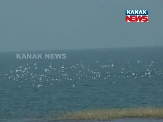 ହୀରାକୁଦ ନୀଳଜଳରେ ଅତିଥୀ ପକ୍ଷୀଙ୍କ କଳରବ ! ସୁଦୂର ବ୍ରାଜିଲ, ଋଷିଆ ଓ ଦକ୍ଷିଣ ଆମେରିକାରୁ ଜଳଭଣ୍ଡାରକୁ ଉଡିଆସିଛନ୍ତି ବିଦେଶୀ ପକ୍ଷୀ