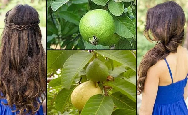 କେଶ ପାଚିବାରୁ ମୁକ୍ତି ପାଇବା ପାଇଁ ଚାହୁଁଛନ୍ତି କି ? ବ୍ୟବହାର କରନ୍ତୁ ପିଜୁଳି ପତ୍ର . . . .