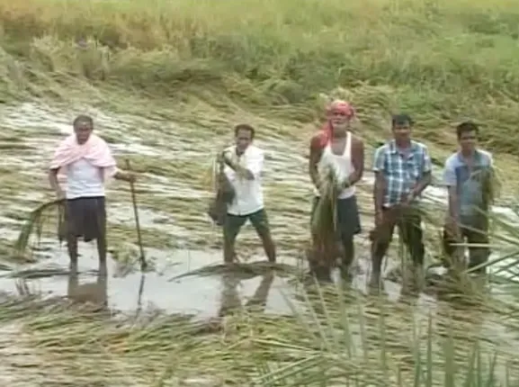 ବର୍ଷା ଧୋଇଦେଲା ଚାଷୀର ବର୍ଷକ ପରିଶ୍ରମ ! ସବୁ ଜିଲ୍ଲାପାଳଙ୍କୁ ଏସଆରସିଙ୍କ ଚିଠି , ୨୫ ସୁଦ୍ଧା ବର୍ଷା କ୍ଷୟକ୍ଷତି ଆକଳନ ନିର୍ଦ୍ଦେଶ