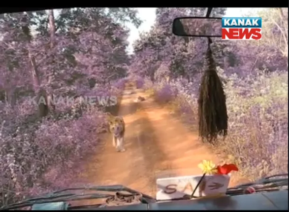 ଅଧଘଂଟାର ଆତଙ୍କ ! ନନ୍ଦନକାନରେ ସିଂହଙ୍କ ମେଳରେ ଅଧଘଂଟା ଫସି ରହିଲେ ପର୍ଯ୍ୟଟକ