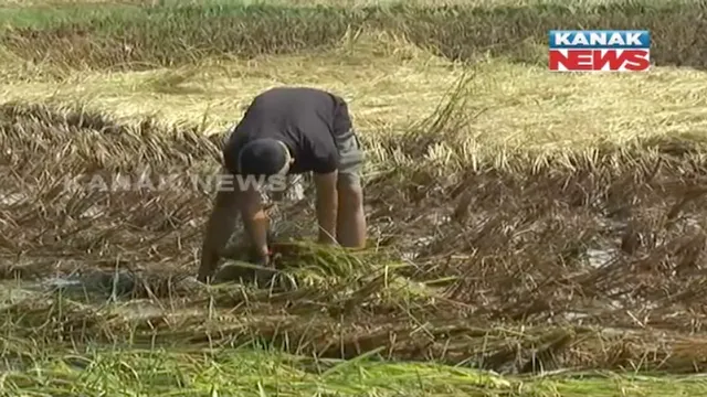 ଅଦିନିଆ ବର୍ଷା ଧୋଇନେଲା ଫସଲ ! ପୁରୀର ନଟରା ଗାଁରେ ଉଜୁଡି ଗଲା ଏକର ଏକର ଧାନ