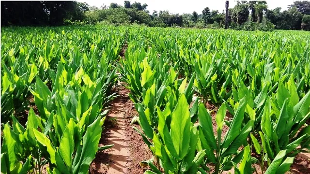 କନ୍ଧମାଳ ହଳଦୀ ପାଇବ ଜିଆଇ ମାନ୍ୟତା ! ଜାନୁଆରିରେ ହେବ ଆବେଦନ