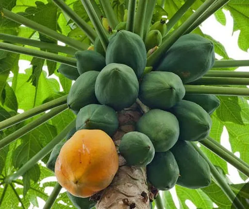 ଚାଷ କରି ଭଲ ଆୟ କରିବାକୁ ଚାହୁଁଛନ୍ତି କି ? ଅମୃତଭଣ୍ଡା ଚାଷ ଏକ ଭଲ ବିକଳ୍ପ ହୋଇପାରେ !