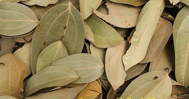 ତେଜ ପତ୍ରର ଔଷଧୀୟ ଗୁଣ . . . .