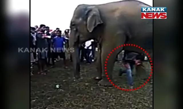 ଆଠଗଡରେ ଅଜବ ବାଜି : ଜଙ୍ଗଲ ହାତୀର ପେଟ ତଳେ ପଶିବା ପାଇଁ ଲାଗିଲା ପ୍ରତିଯୋଗିତା !