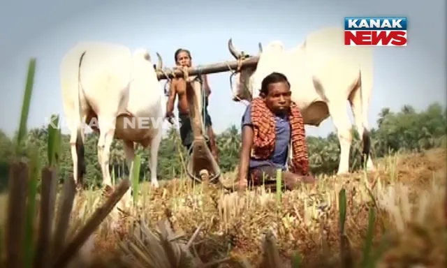 ଅକ୍ଷମ ହୋଇ ବି ସକ୍ଷମ ! ଜନ୍ମରୁ ଦୁଇଗୋଡ ଅକାମୀ କିନ୍ତୁ ବିଲରେ ଧରୁଛନ୍ତି ହଳ ଲଙ୍ଗଳ, ପଢନ୍ତୁ ଓଡ଼ିଶାର ଦିବ୍ୟାଙ୍ଗ ଯୁବକ ସୁରେନ୍ଦ୍ରଙ୍କ ପୂରା କାହାଣୀ